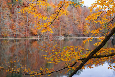 Reflection of trees on lake during autumn