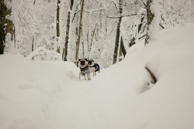 Dogs wearing pet clothing while standing on snow