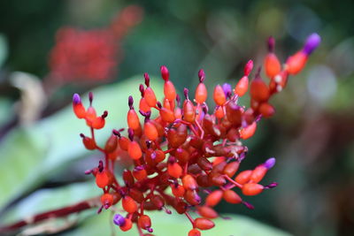 Close-up of red flowering plant