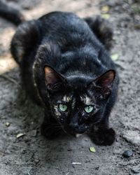 Portrait of black cat relaxing on floor