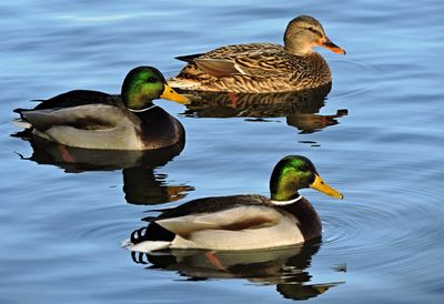 Ducks swimming on lake