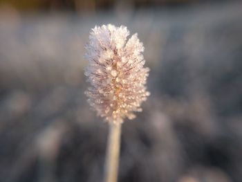 Close-up of snow on plant