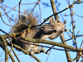 Low angle view of bird perching on tree against sky