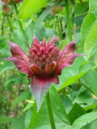 Close-up of pink flowers