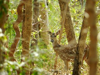 Giraffe in forest