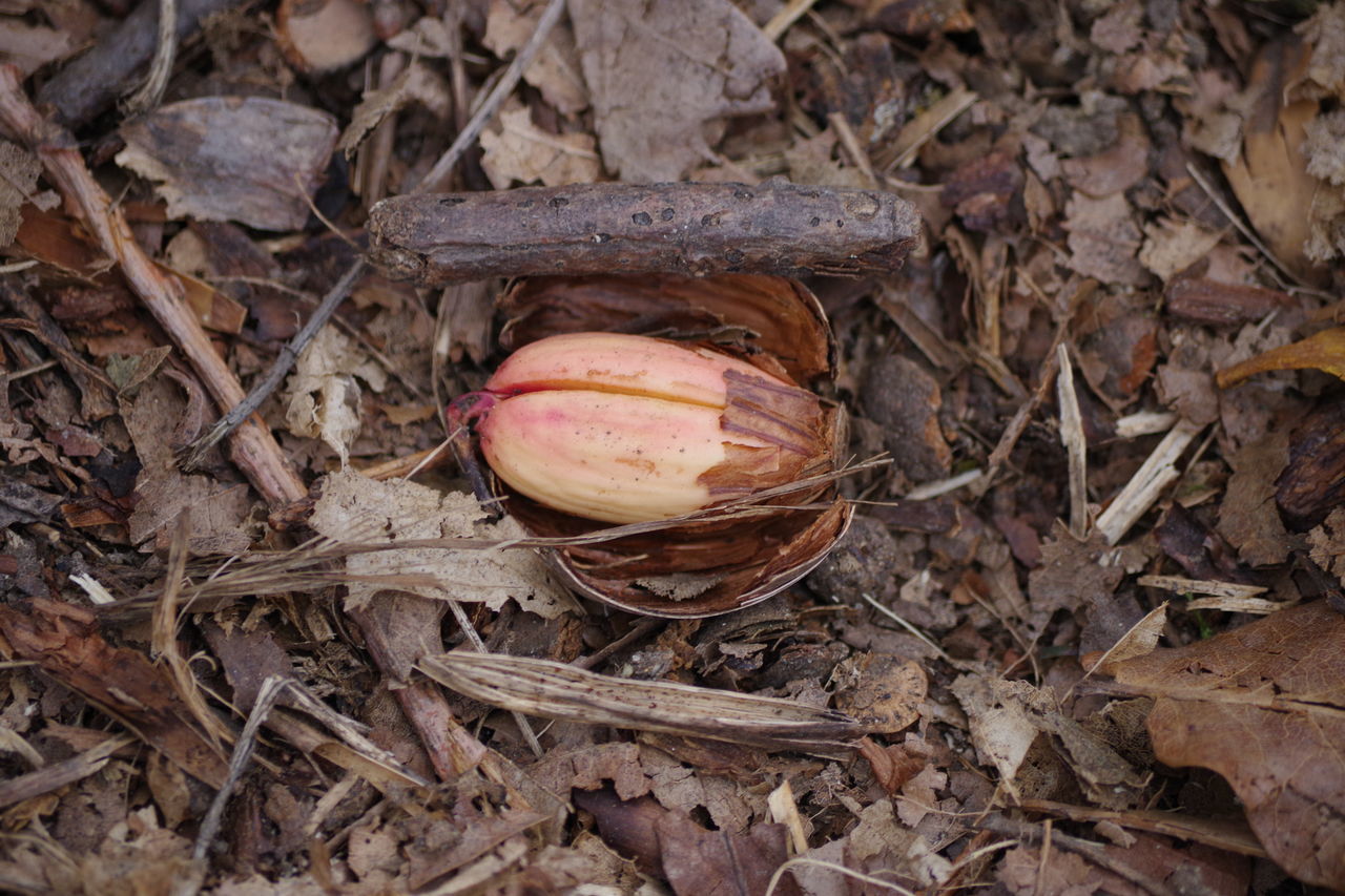 HIGH ANGLE VIEW OF FRUITS ON GROUND