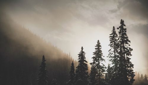 High section of trees against sky