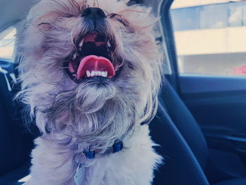 Close-up of dog sticking out tongue