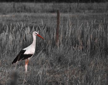 Bird on grass