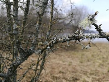 Close-up of a bare tree