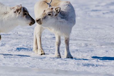 View of two horses on snow covered land