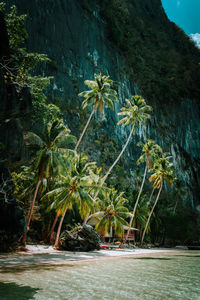 Palm trees by sea