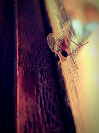 Close-up of spider on wood