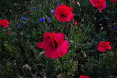 Close-up of red poppy blooming on field
