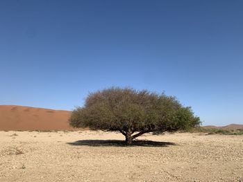 Trees on field against clear blue sky