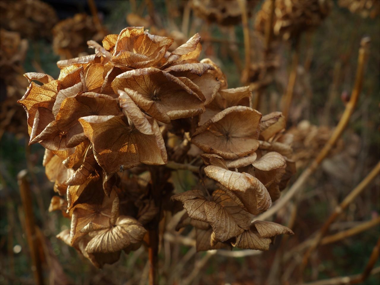 dry, nature, focus on foreground, fragility, no people, plant, close-up, flower, beauty in nature, outdoors, day, growth, flower head, dried plant, freshness