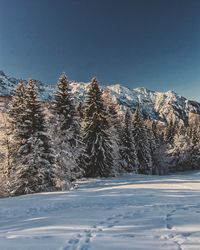 Snow covered pine trees against blue sky