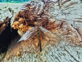 Close-up of insect on tree trunk