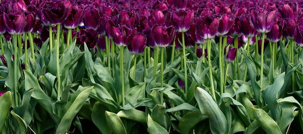 Close-up of purple flowering plants on field