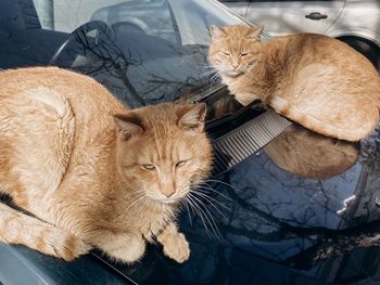 High angle view of a cat