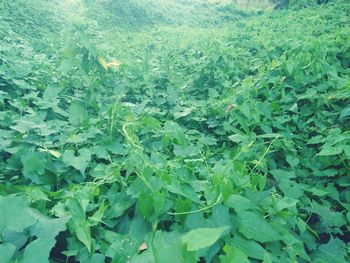 Full frame shot of green plants