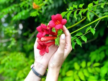 Close-up of hand holding pink rose