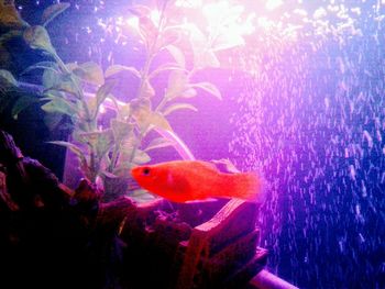 Close-up of fish swimming in aquarium
