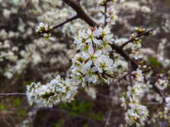 Close-up of white cherry blossoms in spring