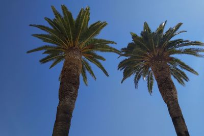 Low angle view of palm trees against clear blue sky in korcula city, croatia. summer 2019.