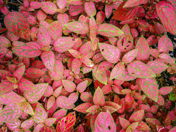 Full frame shot of pink flowers