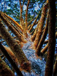 Low angle view of trees in forest