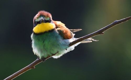 Close-up of bird perching on twig