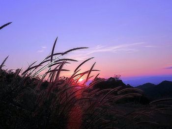 Silhouette plants on field against sky during sunset