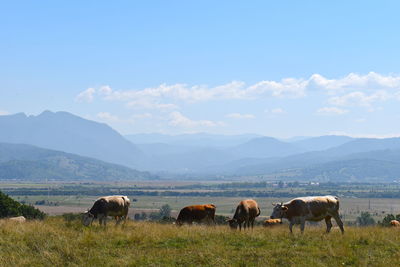 Horses in a field