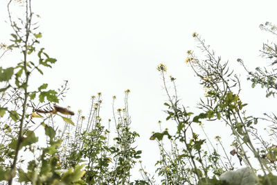 Low angle view of flowering plants against clear sky