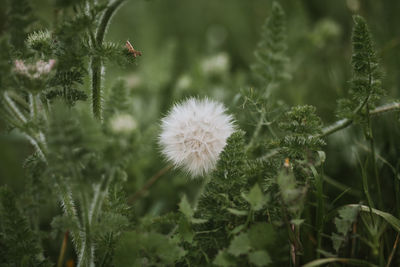 Close-up of flowering plant