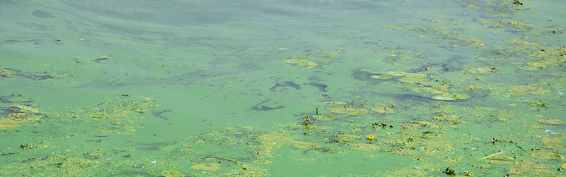 High angle view of leaves floating on water