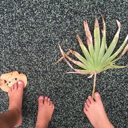 Low section of people by leaf at beach