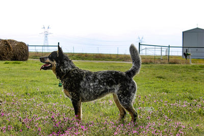 Side view of australian cattle dog standing on field against sky