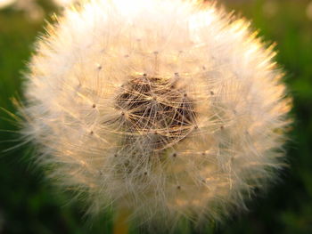 Close-up of dandelion flower