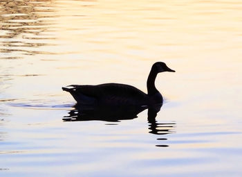 Black swan swimming in lake