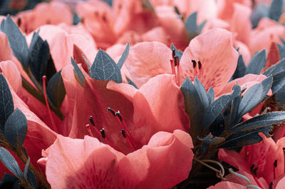 Full frame shot of pink flowering plant