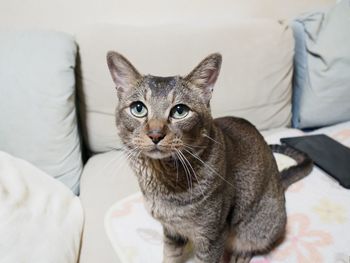 Portrait of cat sitting on sofa