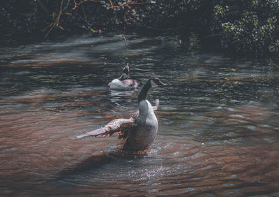 Ducks swimming in lake