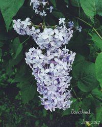 Close-up of purple hydrangea flowers blooming outdoors