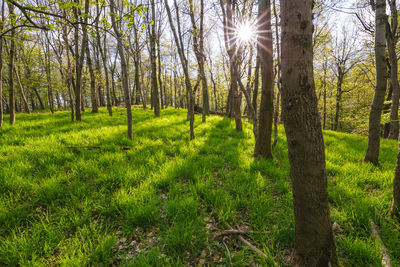 Trees in forest