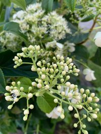 Close-up of white flowering plant