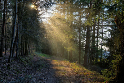 Dirt road amidst trees in forest