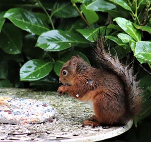 Close-up of squirrel eating food