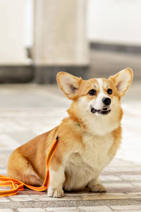 Close-up portrait of corgi dog